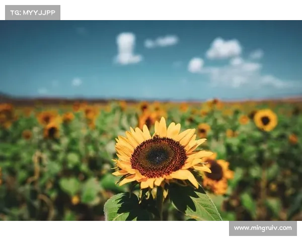 探索生命的深度与广度,感悟其中的无限可能与精彩瞬间 探索生命的深度与广度,感悟其中的无限可能与精彩瞬间